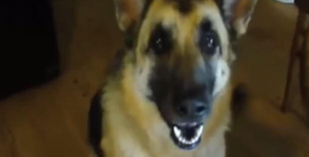 talking dog