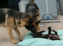 two german shephards and pup lab
