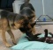 two german shephards and pup lab