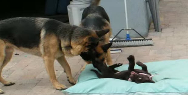 two german shephards and pup lab