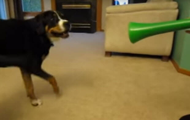 vuvuzela-vs-dog-1