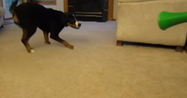 vuvuzela-vs-dog-2