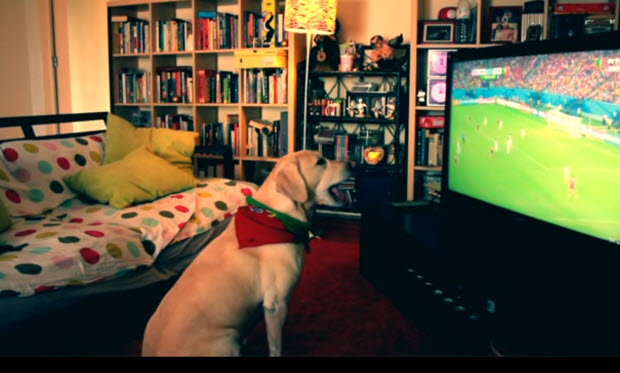 white labrador dog watches soccer