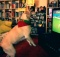 white labrador dog watches soccer