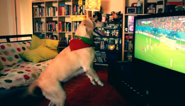 white labrador dog watches soccer