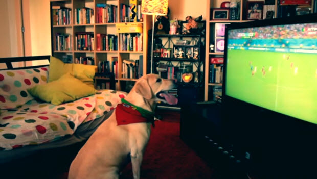 white labrador dog watches soccer