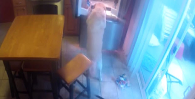 yellow lab goes to the fridge