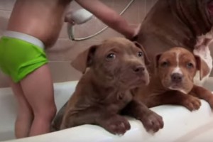 biggest bit bull's puppies