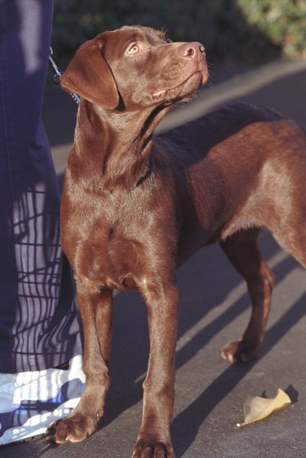 Beautiful Choc Labrador Retriever Dog