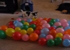 dog popping balloons