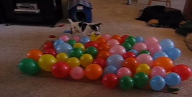 dog popping balloons