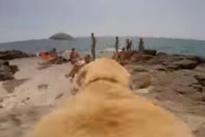 dog running towards the water