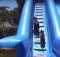 dogs on water slide