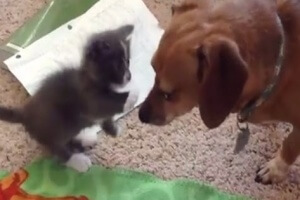 kitty and larger dog