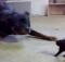 Huge Dog attacks small Kitten