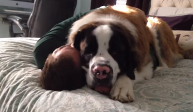 saint-bernard-pinned-owner-to-bed