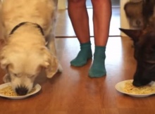two dogs in eating competition