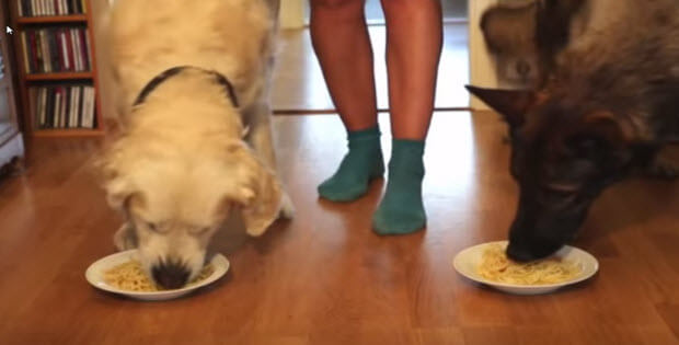 two dogs in eating competition