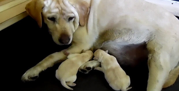 2-cute-labrador-puppies2