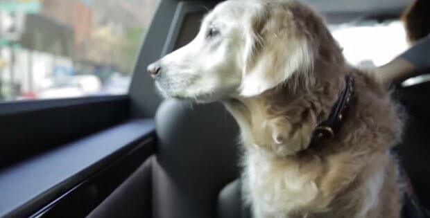 9-11-labrador-hero- dog-bretagne4