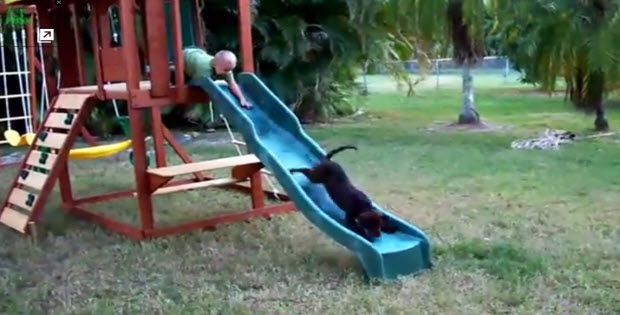 Puppies-going-down-the-slides1