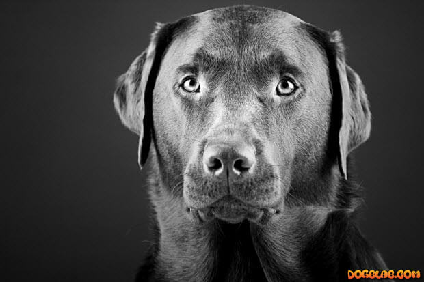 black-and-white-photo-striking-labrador