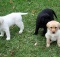 Labrador Puppies Playing