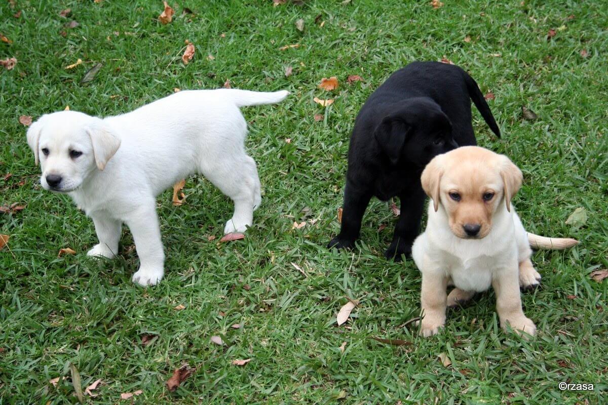 Labrador Puppies Playing