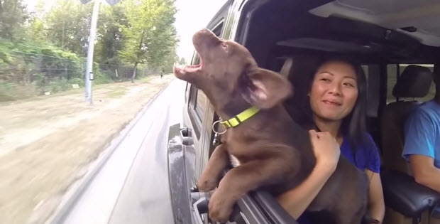 choc-lab-sticks-head-out-window1