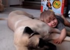 cute boy with mastiff