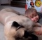 cute boy with mastiff