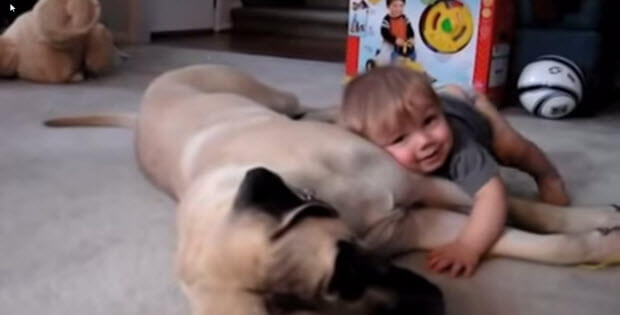 cute boy with mastiff