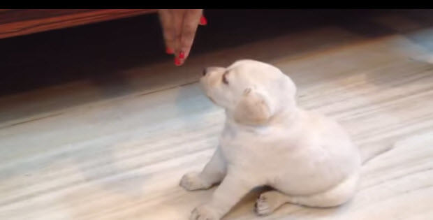 cute-white-lab-dog-puppy1