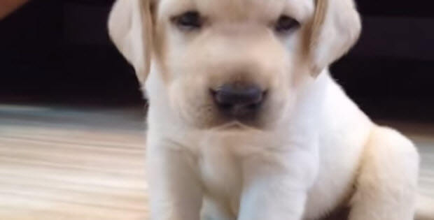 cute-white-lab-dog-puppy4