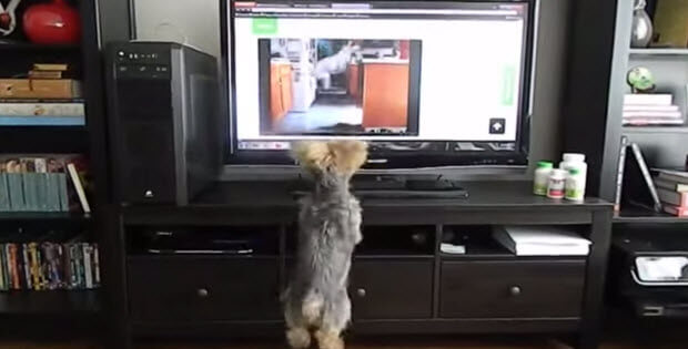 dog-jumping-infront-of-tv1