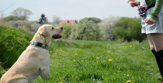 girl-trains-labrador-dog1