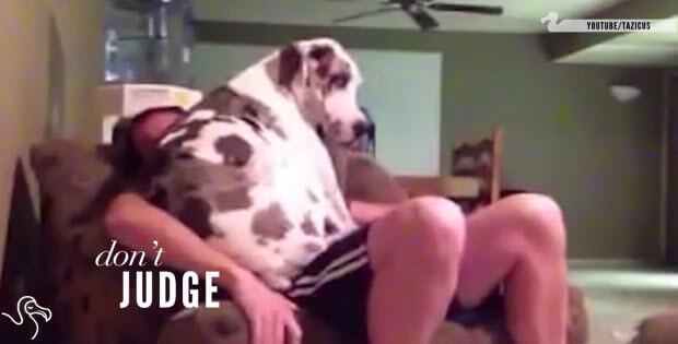 huge-dogs-lap-dogs3