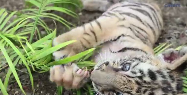 labrador-adapted-tiger-cub3