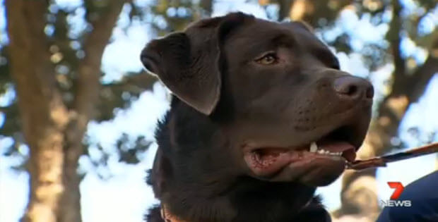 labrador-eats-ring