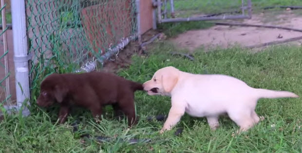 yellow black and brown labrador puppies playing