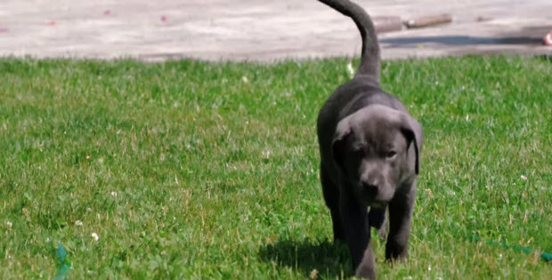 puppies_yard-play-labrador4