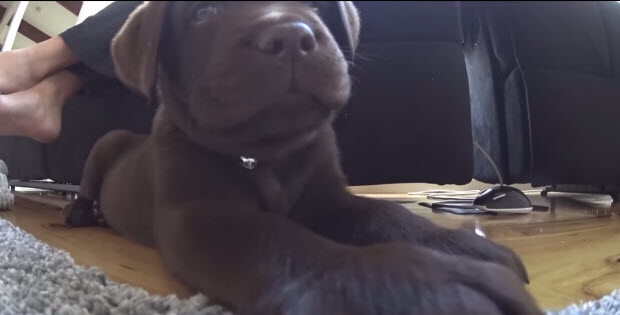 puppy-doesnt-like-camera2