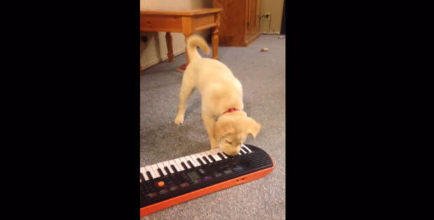 puppy-playing-piano2