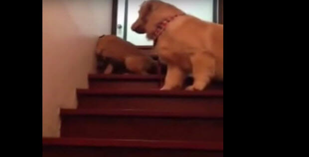 puppy-stairs-dog-mother-teaches3