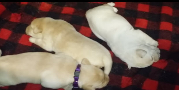 adorable-cute-labrador-puppies2