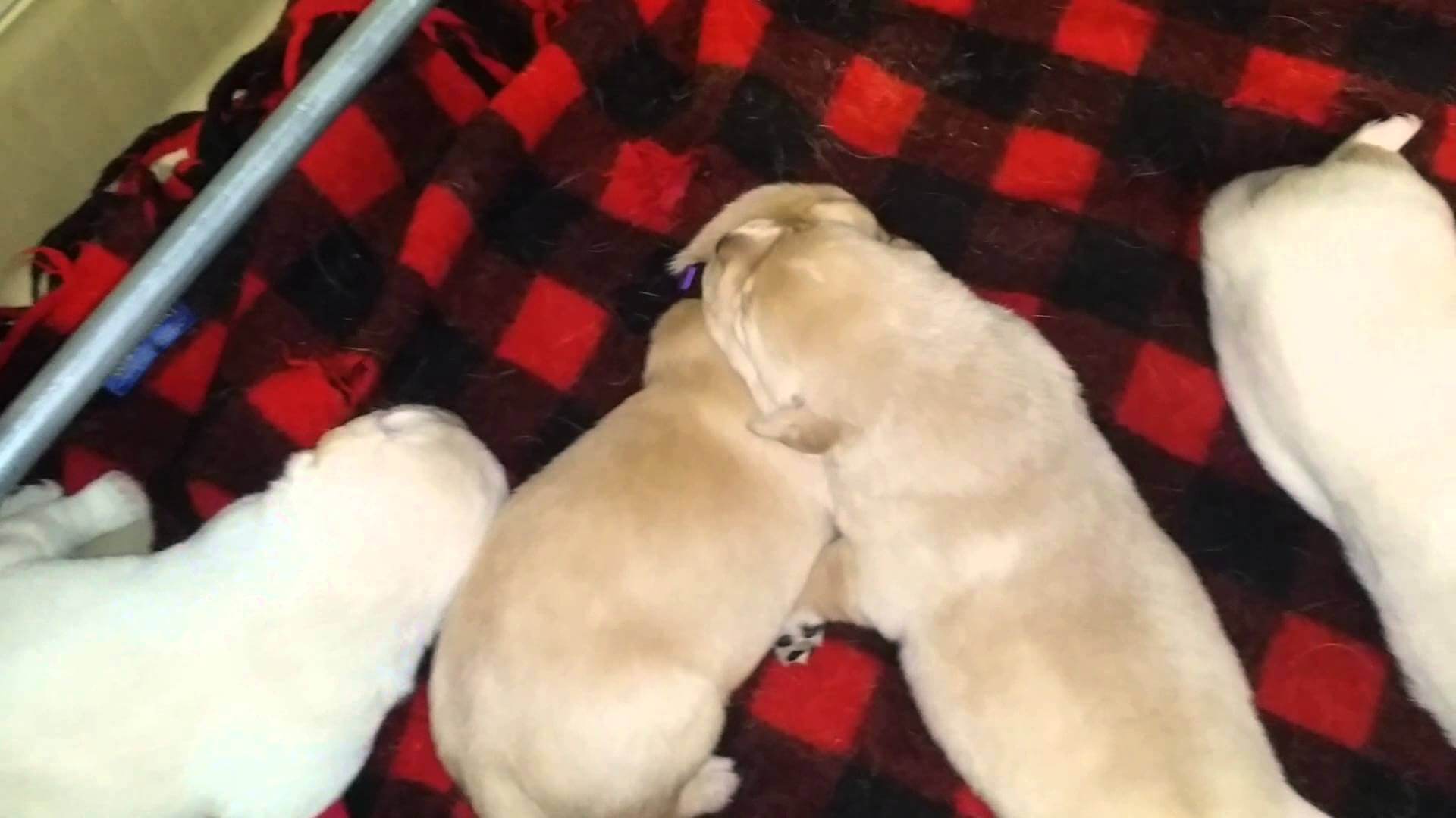 (AWESOME) ADORABLE CUTE LABRADOR PUPPIES