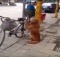 Dog Guards Bike