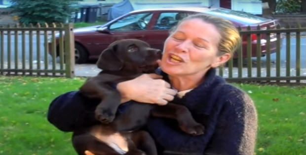 choc-labrador-puppy-cute4