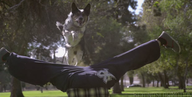 dog-guy-tricks-jumps3