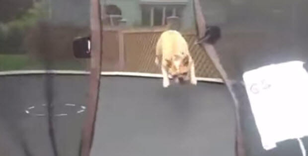 dog-on-trampolines1